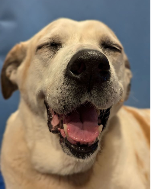 Katie_Veterinary-Assistant-Inventory-Manager_Elliott-Bay-Animal-Hospital