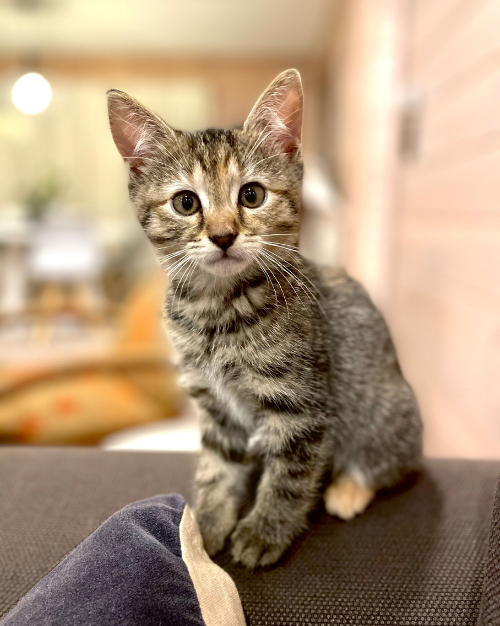 Saskia_Client-Care-Coordinator_Elliott-Bay-Animal-Hospital