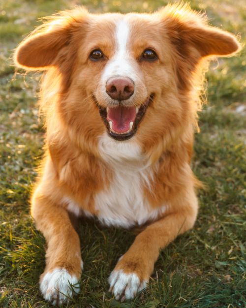 Sami_Client-Care-Coordinator_Elliott-Bay-Animal-Hospital Nicole