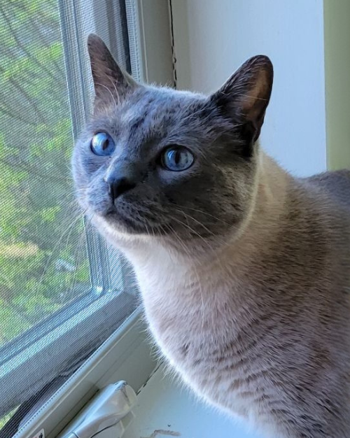 Scarlett Veterinary Assistant Nicole